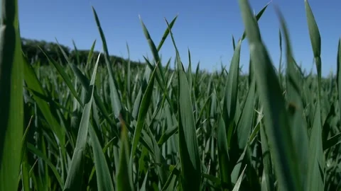 Wind sways grass stems in the field Stock Footage 132836477