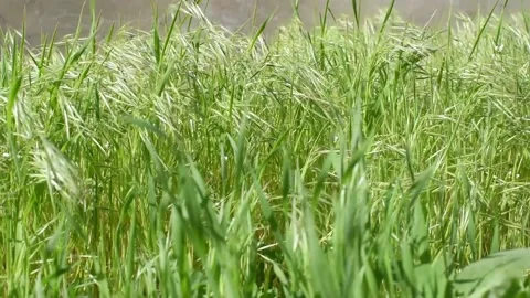 The wind sways the grass.Flowering False oat grass ,Arrhenatherum elatius. Stock Footage 171714171