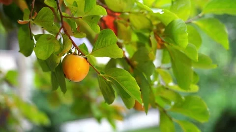 Wind sways the green persimmon branches with fruits on them Stock Footage 278558667