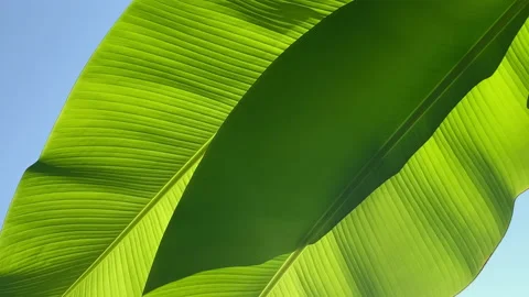 The wind sways the large smooth green leaves of banana tree Stock Footage 206068369