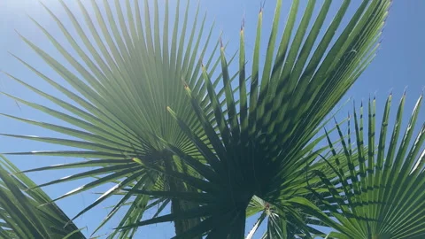 The wind sways the large smooth green leaves of banana tree Stock Footage 244330042