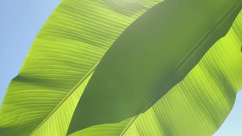 The wind sways the large smooth green leaves of banana tree on hot sunny summer Video stock 298824357