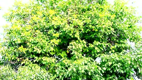 The wind sways a large walnut tree Stock Footage 139908641
