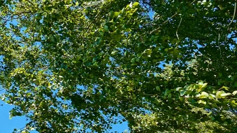 The wind sways the long hanging branches of a birch Stock Footage 133370020