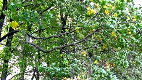 The wind sways the oak trees in the forest belt Stock Footage 140612992