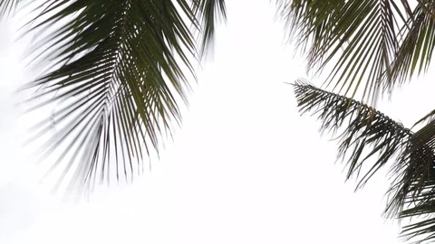The wind sways palm branches against the sky. Video stock 124909784