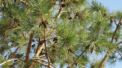 The wind sways pine branches with cones Stock Footage 166156451