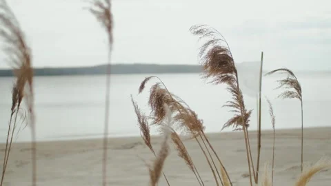 The wind sways the pompous grass swaying against the backdrop of a calm beach Stock Footage 309866877