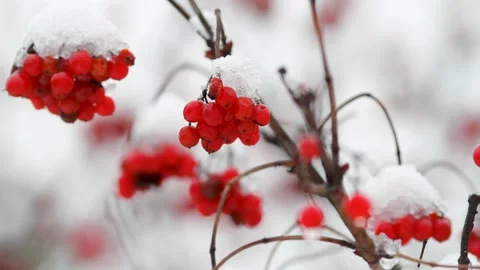 The wind sways the red clusters of mountain ash Stock Footage 165383502