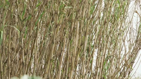 The wind sways the roadside reed. Close-up of a reed trunks and leaves. Spring Stock Footage 179438664