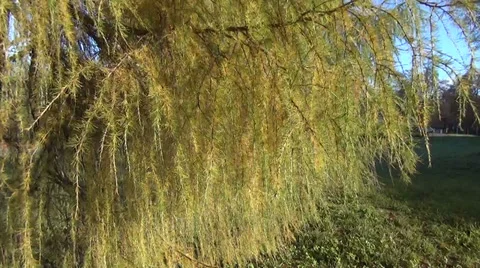 Wind sways small larch branches with small spines Stock Footage 33326427