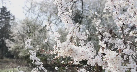The wind sways a sprig of cherries in white beautiful flowers in spring garden Stock Footage 130434496