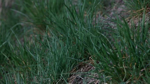 The wind sways the sprouts of spring grass. Young spring grass. Stock Footage 128638127
