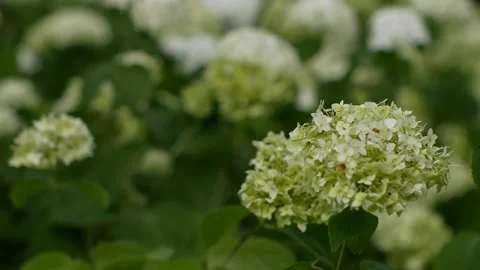  The wind sways the stems of colorful hydrangeas Stock Footage 135523920