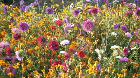 The wind sways the stems of flowers in 4K Video stock 129334500