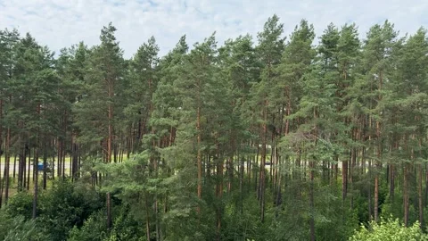 Wind sways tall green pine trees in a dense forest under a cloudy sky Stock Footage 341830102