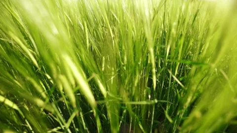 Wind sways thick barley in a field. Agriculture. Ripening crops under the sun. Video stock 133709516