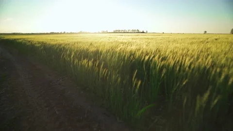 Wind sways thick barley in a field creating waves. Agriculture. Stock Footage 133720290