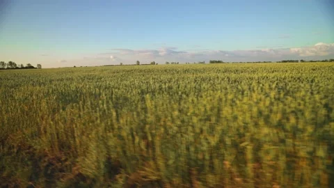 Wind sways thick barley in a field. Agriculture. Flight over the barley field. Видео 141358739