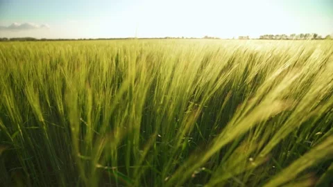 Wind sways thick barley in a field creating waves. Ripening crops. Agriculture.  Stock-Footage 141358787