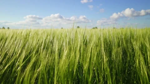Wind sways thick barley in a field creating waves. Ripening crops under the sun. Stock Footage 151536122