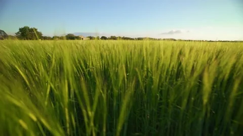 Wind sways thick barley in a field. Ripening crops under the warm sun. Stock Footage 170463159