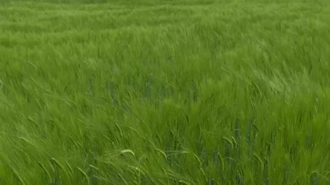 Wind sways thick barley in a field creating waves. Agricultural business. Stock Footage 189950146