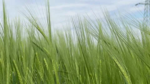Wind sways thick barley in a field creating waves. Stock Footage 189954048