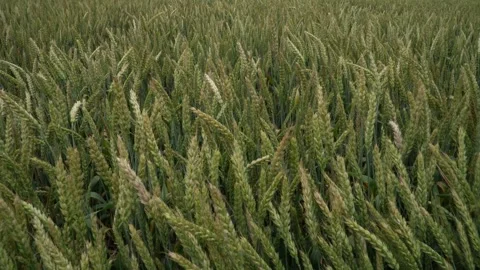 Wind sways thick barley in a field creating waves. Stock Footage 244249414
