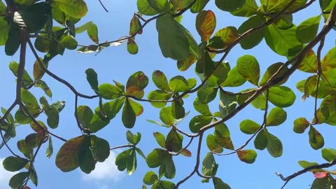 The wind sways thin branches with leaves against the sky. Stock Footage 239522242