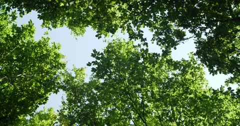 The wind sways the tops of trees with green leaves Stock Footage 215159801