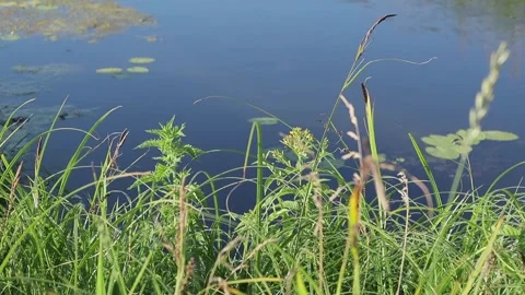 The wind sways wild greenery, grass stalks against the background of water waves Stock Footage 252171605