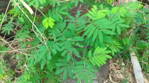 The wind sways wild greenery. Greenery of wild leaves in the bright summer. Vidéo 280453072