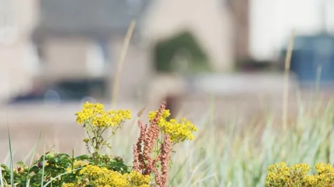Wind Sways Wildflowers and Grasses in St Andrews Field Vídeos de archivo 315028131