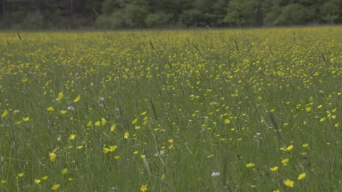 The wind sways yellow flowers, 8K Stock Footage 167114475