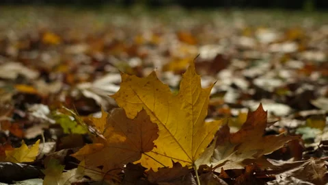 Wind sweeping dry fallen yellow maple leaves Video stock 163323543