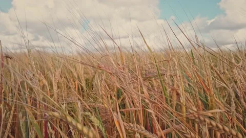 Wind sweeping over a barley field Stock-Footage 145954983