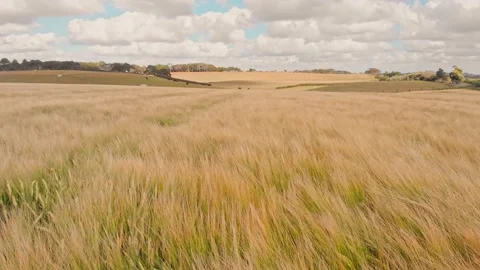 Wind sweeping over a barley field 库存影片 145955215
