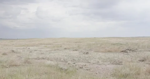Wind sweeps across arid sagebrush steppe landscape Stock Footage 332442702