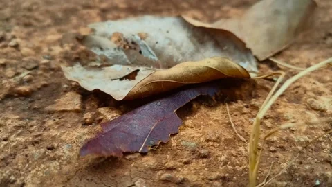 The wind sweeps dry leaves Stock Footage 253276200