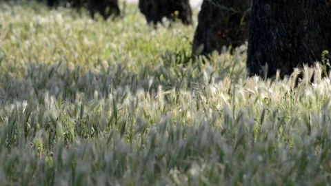 The wind sweeps a field in spring Stock Footage 110905762