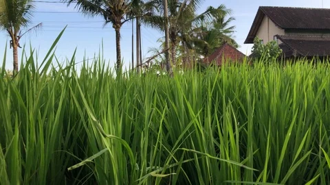 Wind sweeps green grass in the tropics against the backdrop of sun and palms Vidéo 108207482