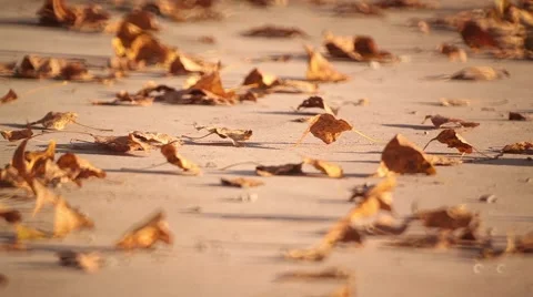 Wind sweeps the leaves on the ground in the park Stock Footage 46167536