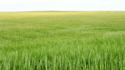 Wind sweeps through corn field Stock Footage 195120772