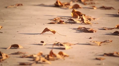 Wind sweeps yellow leaves on the ground Video stock 46167552