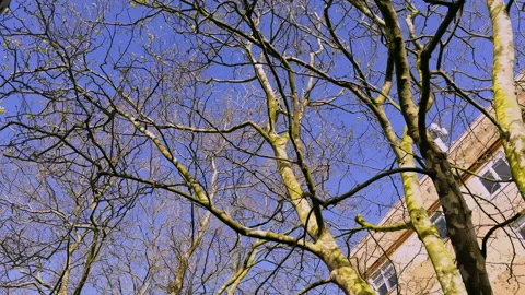 Wind-Swept Bare Branches Against Urban Sky Stock Footage 276835369