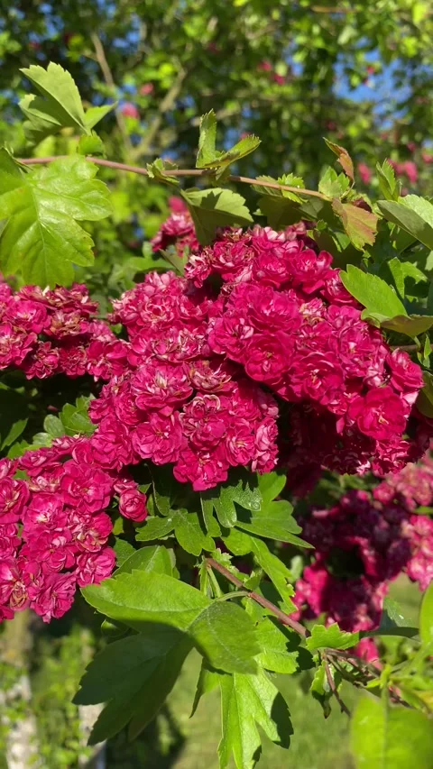 Wind-Swept Crimson Blossoms Stock Footage 272279791