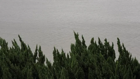 Wind swept evergreen conifer trees swaying Stock-Footage 347459074