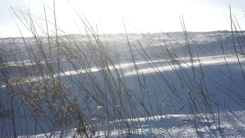 Wind-Swept Field in Winter, Sun Reflecting off Snow Stock Footage 79469892