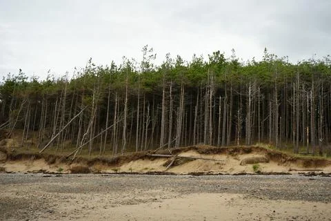 Wind-swept Forest On Eroded Dunes, Llanddwyn Beach, Anglesey, North Wales. Foto stock